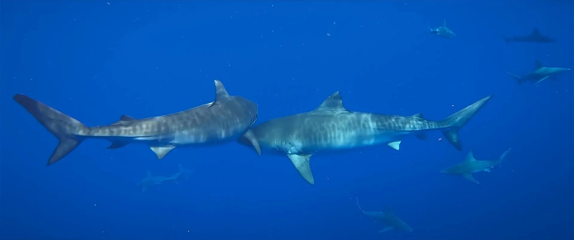 Shark Whisperer 2025 Hindi Dual Audio WEB-DL 720p – 480p – 1080p